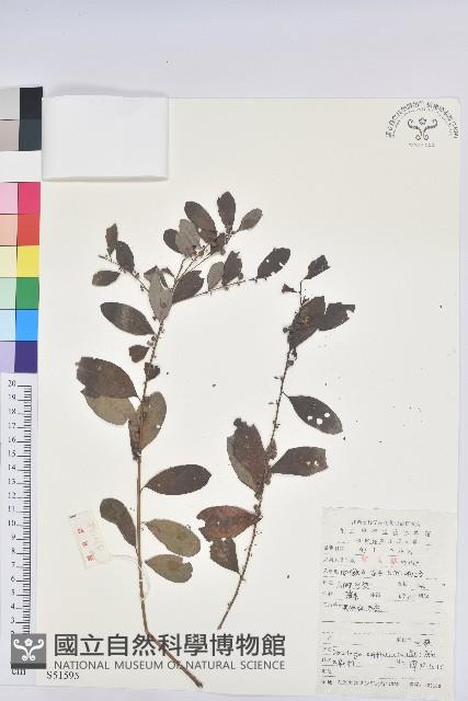 葉底珠、市蔥密花葉底珠藏品圖，第1張