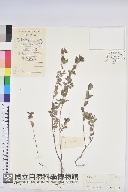 通奶草藏品圖，第1張