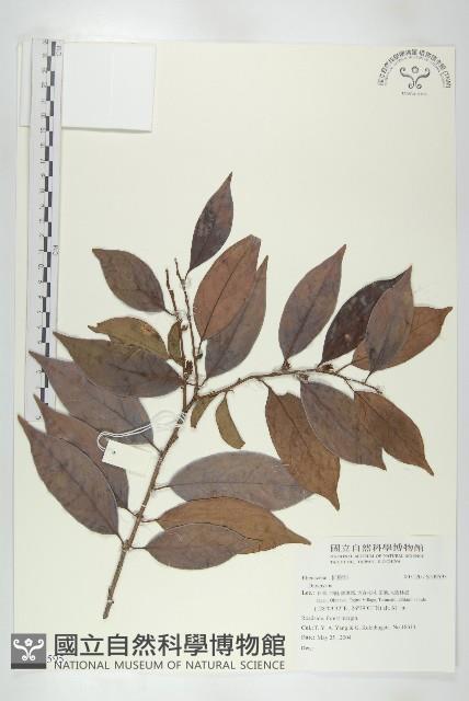 登錄號:S109595藏品圖，第1張