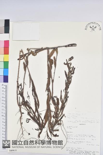 登錄號:S080635藏品圖，第1張