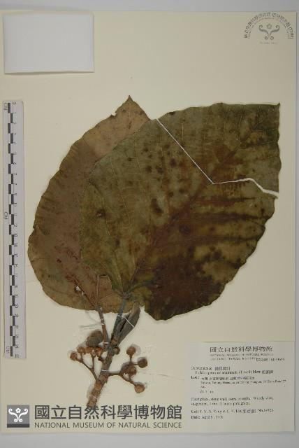 錐頭麻藏品圖，第1張