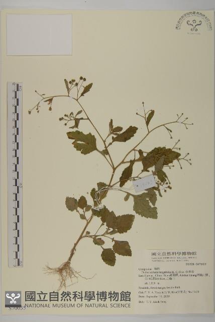 茯苓菜藏品圖，第1張