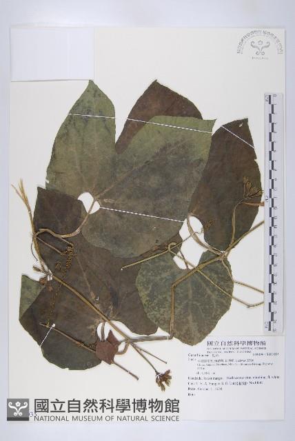 登錄號:S081035藏品圖，第1張