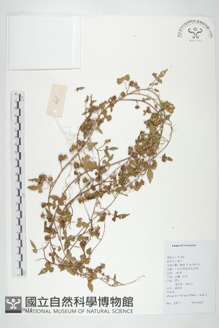 卵葉菜欒藤藏品圖，第1張