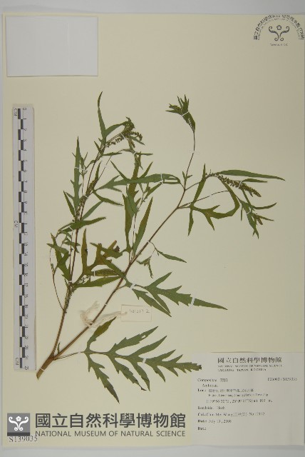 登錄號:S139035藏品圖，第1張