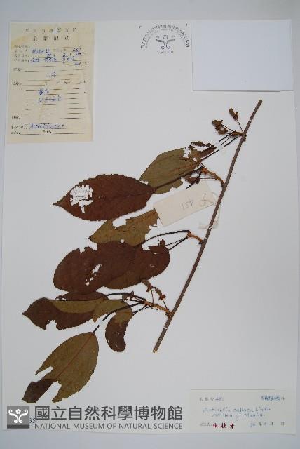 京梨獼猴桃藏品圖，第1張