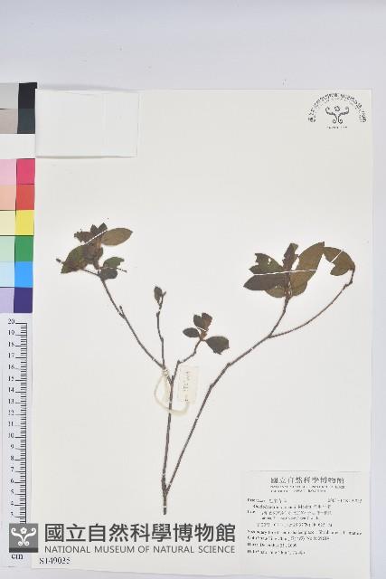 金毛杜鵑藏品圖，第1張