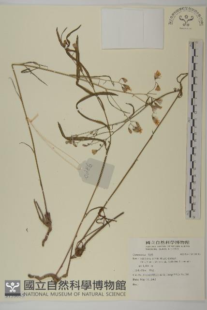 登錄號:S138035藏品圖，第1張