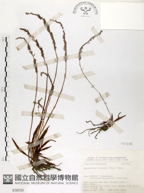 綬草藏品圖，第1張