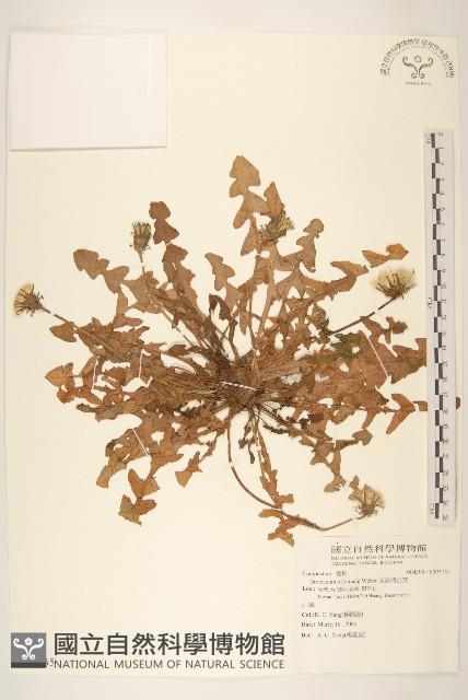 西洋蒲公英藏品圖，第1張