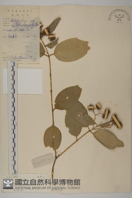 狹葉衛矛藏品圖，第1張