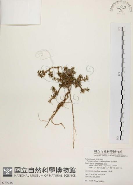 毛馬齒莧藏品圖，第1張