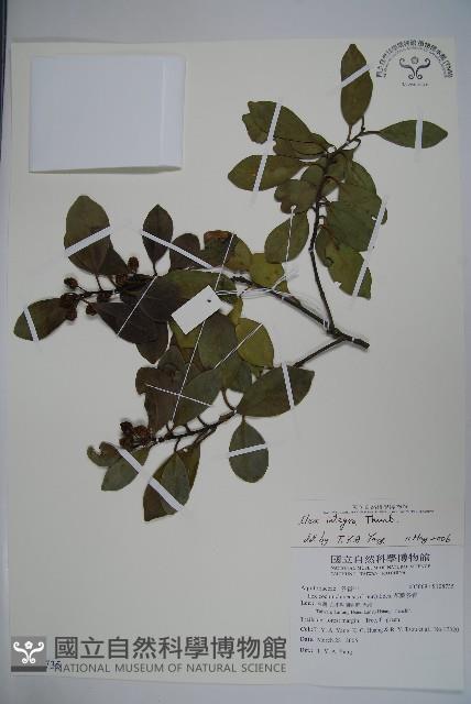 全緣葉冬青藏品圖，第1張