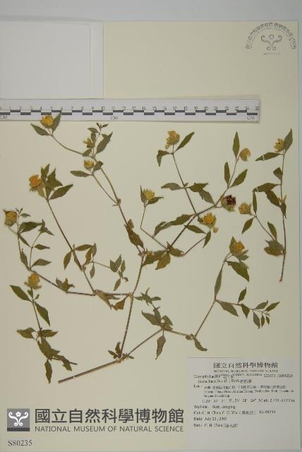 狗筋蔓藏品圖，第1張