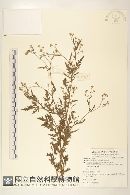 銀膠菊藏品圖，第1張