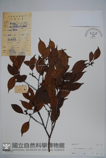 細枝冬青藏品圖，第1張