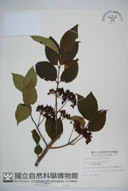 蝴蝶莢迷藏品圖，第1張