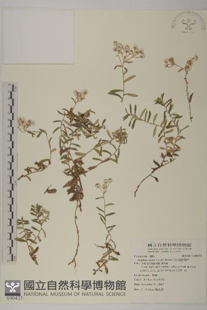 玉山抱莖籟簫藏品圖，第1張