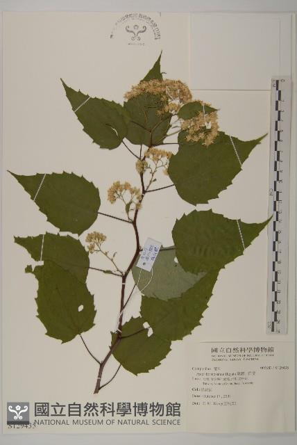 臺灣山白蘭藏品圖，第1張