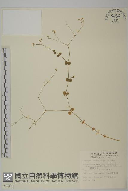 荷蓮豆草、菁芳草藏品圖，第1張