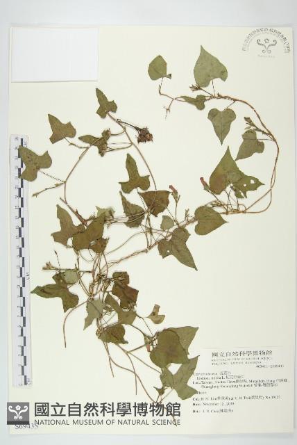 紅花野牽牛藏品圖，第1張