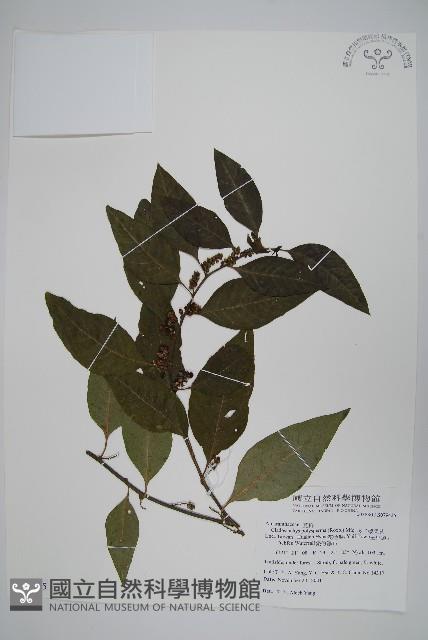 多子漿果莧藏品圖，第1張