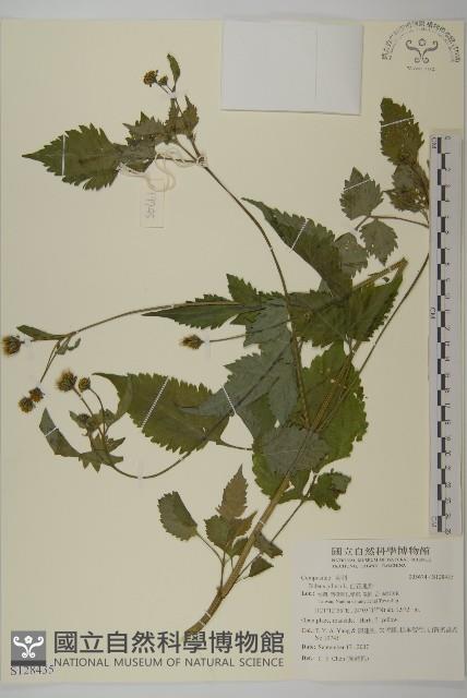 白花鬼針藏品圖，第1張