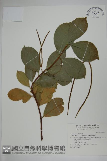 蘭嶼絡石藏品圖，第1張