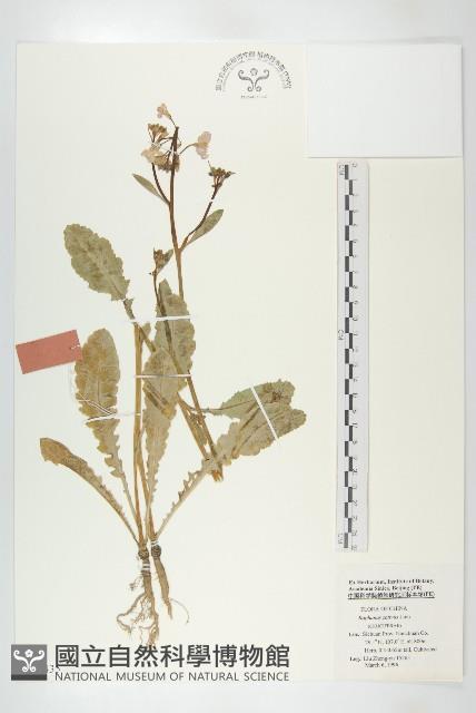 蘿蔔、夢卜藏品圖，第1張