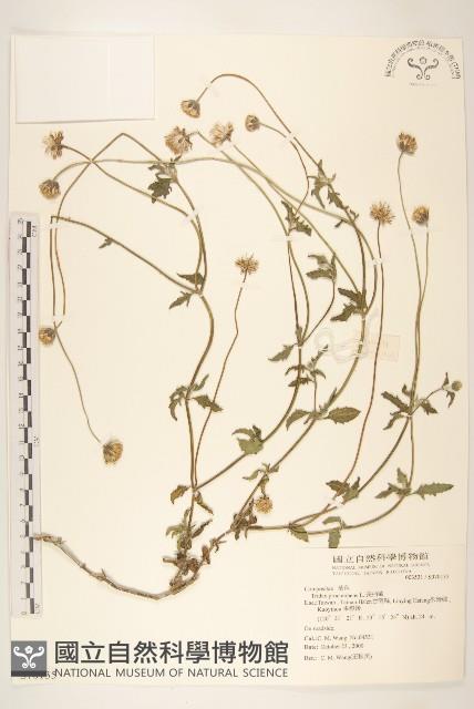 長柄菊藏品圖，第1張