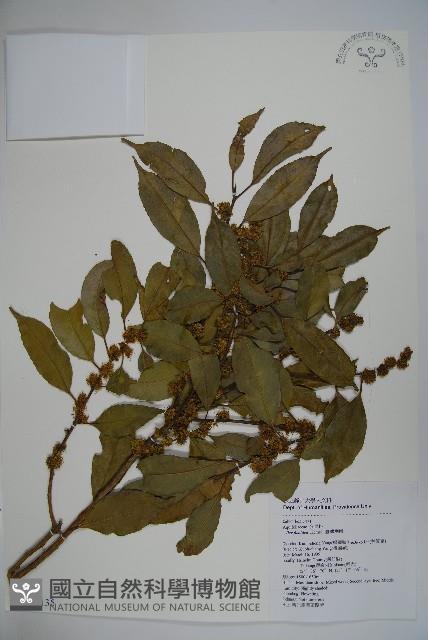 臺灣糊樗藏品圖，第1張