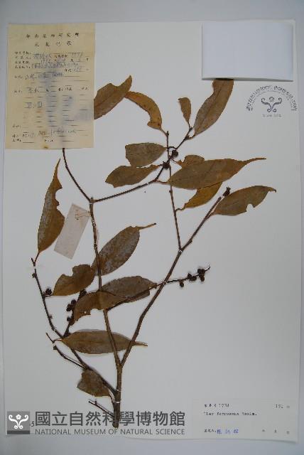 糊樗藏品圖，第1張