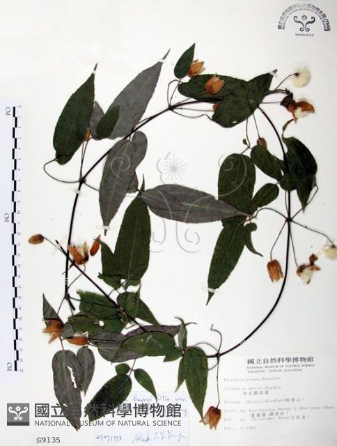 森氏鐵線蓮藏品圖，第1張