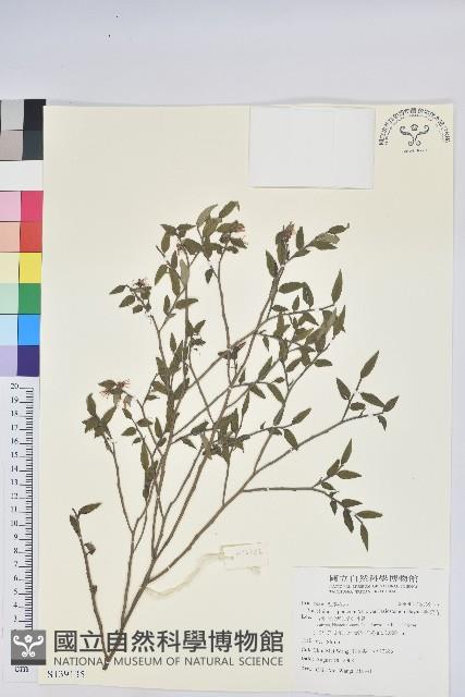 毛蕊花藏品圖，第1張