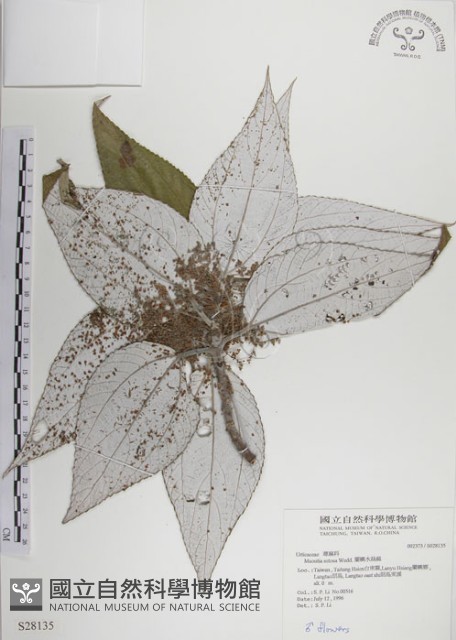 蘭嶼水絲麻藏品圖，第1張