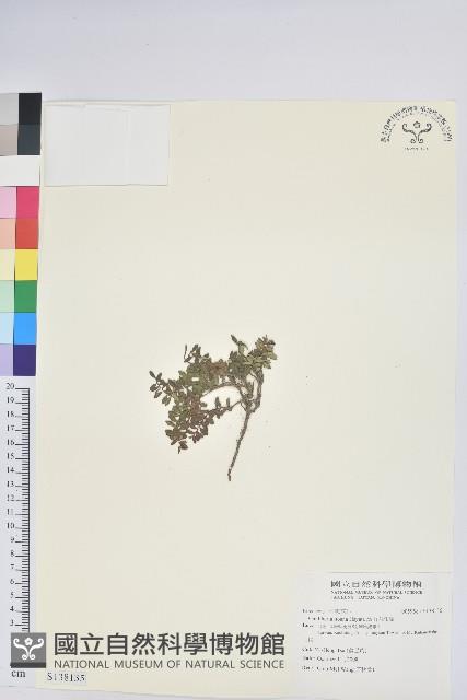 高山白珠樹藏品圖，第1張