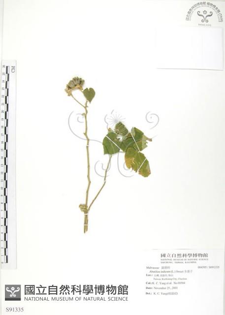 冬葵子藏品圖，第1張