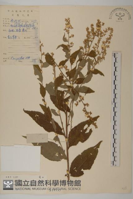 珍珠蒿、奇蒿藏品圖，第1張