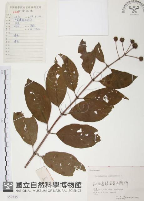 風箱樹藏品圖，第1張