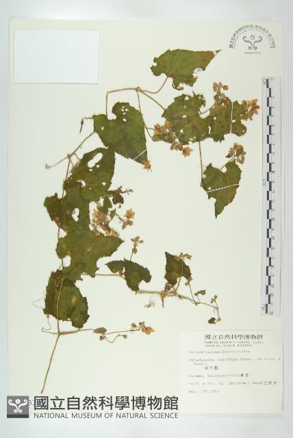 青牛膽藏品圖，第1張