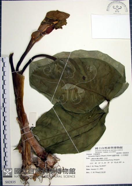 申跋、油跋、小天南星藏品圖，第1張