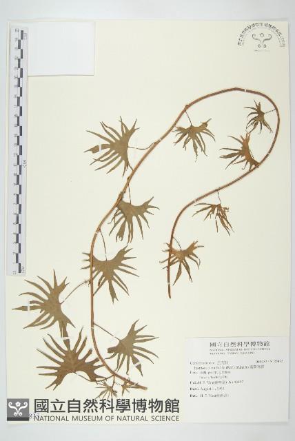 葵葉蔦蘿藏品圖，第1張