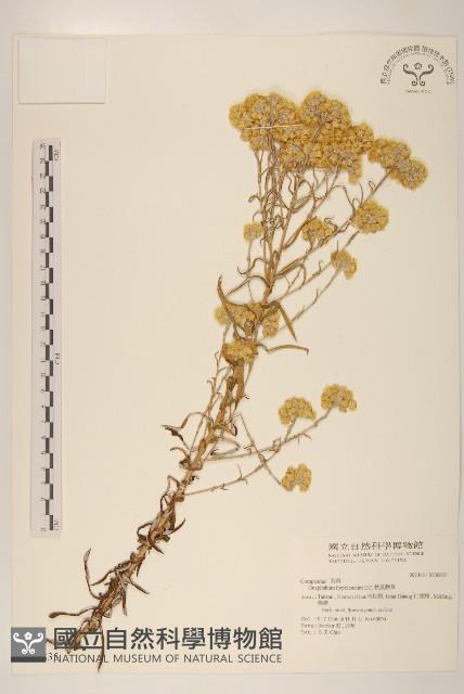 秋鼠麴草藏品圖，第1張