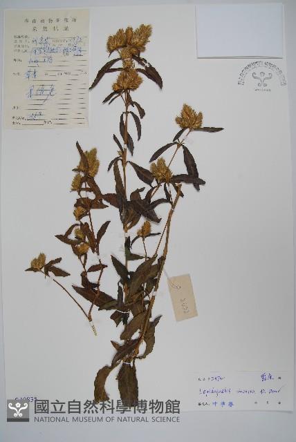 鱗花草藏品圖，第1張