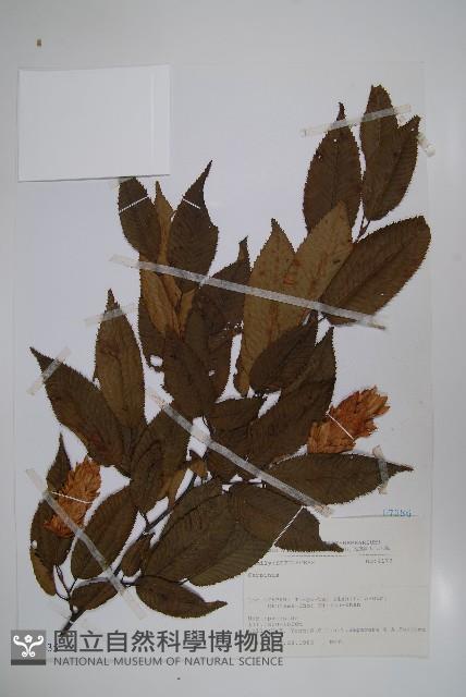 登錄號:S080835藏品圖，第1張