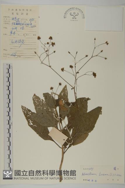 下田菊藏品圖，第1張