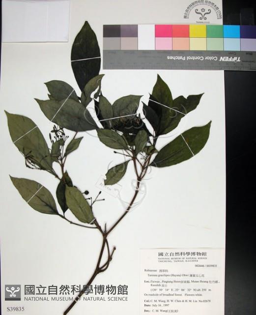 薄葉玉心花藏品圖，第1張