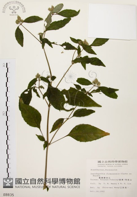 臺灣鱗球花藏品圖，第1張