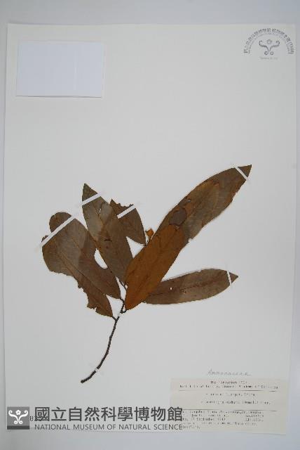 瓜馥木藏品圖，第1張