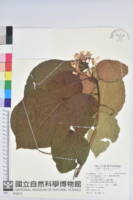 廣東油桐、皺桐藏品圖，第1張